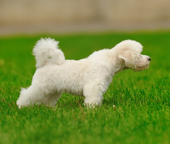 Why Does My Dog Kick Grass? Why Does My Dog Kick Grass?